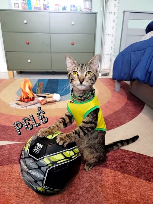 PELÉ #WORLD-CUP-CHAMPION-SNUGGLER