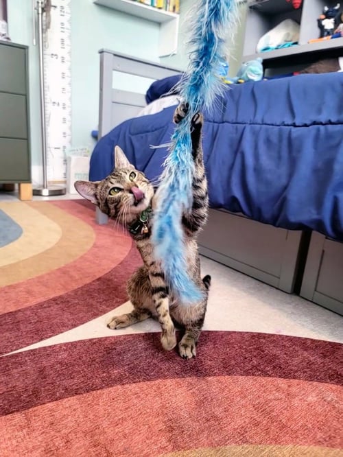 PELÉ #WORLD-CUP-CHAMPION-SNUGGLER - Domestic Short Hair / Tabby available for adoption