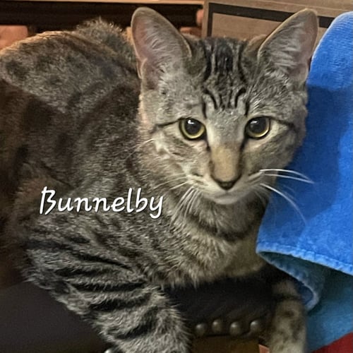 BUNNELBY #GENTLE-WALLFLOWER - Tabby for adoption in Sugar Land