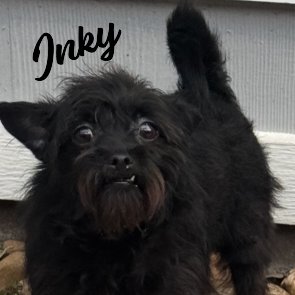 Inky #snaggletoothed-sweetie Image