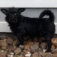 Inky #snaggletoothed-sweetie - Photo 2