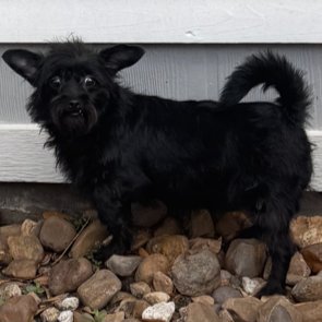 INKY #SNAGGLETOOTHED-SWEETIE - Chihuahua / Yorkshire Terrier Yorkie available for adoption
