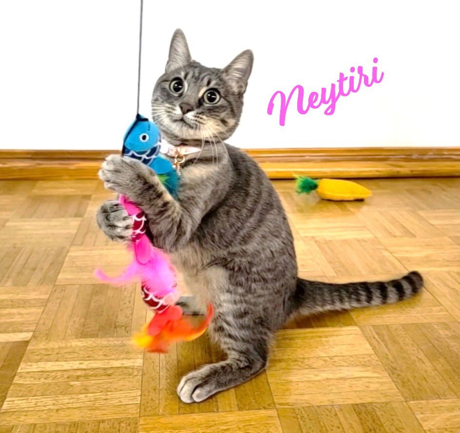NEYTIRI #WARRIOR-PRINCESS - Tabby / Domestic Short Hair available for adoption