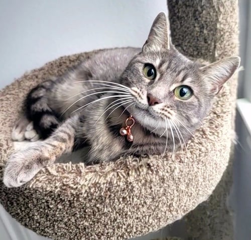 NEYTIRI #WARRIOR-PRINCESS - Tabby / Domestic Short Hair available for adoption