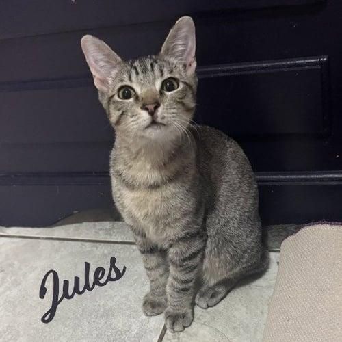 JULES #BELLY-RUB-KING