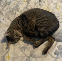 Tilly #adventurous-aristocat - Photo 6