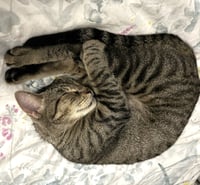 Tilly #adventurous-aristocat - Photo 3