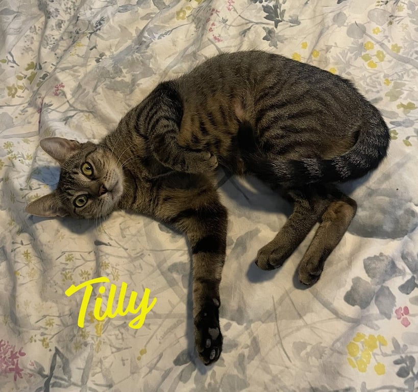 Tilly #adventurous-aristocat Image