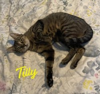 Tilly #adventurous-aristocat - Photo 1
