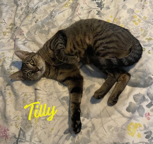 TILLY #ADVENTUROUS-ARISTOCAT - Tabby / Domestic Short Hair available for adoption