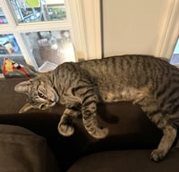Tilly #adventurous-aristocat - Photo 4