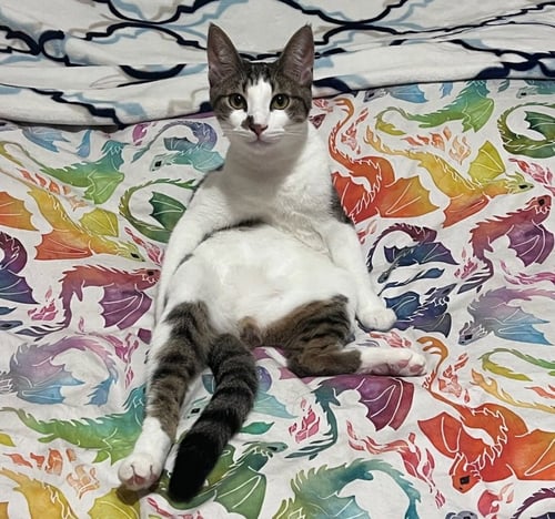 CHANDLER #MR-BRIGHT-EYES - Tabby available for adoption