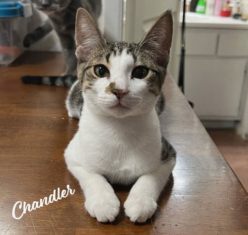 CHANDLER #MR-BRIGHT-EYES - Tabby for adoption in Sugar Land