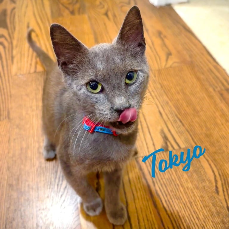 Tokyo #purrfect-sushi-roll Image