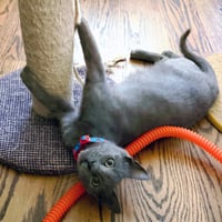 Tokyo #purrfect-sushi-roll - Photo 2
