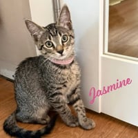 Jasmine #tabby-brigade - Photo 1