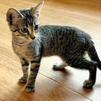 Jasmine #tabby-brigade - Photo 2