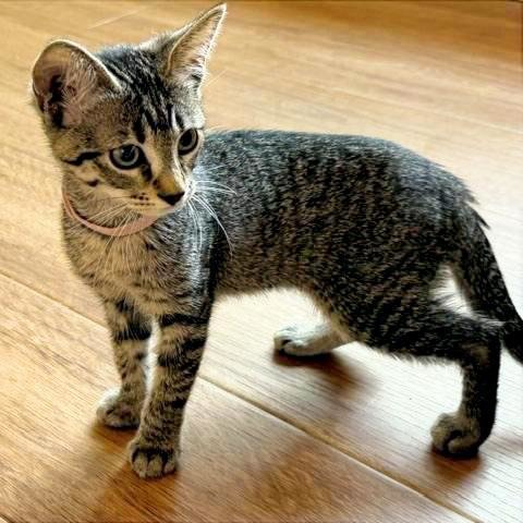 JASMINE #TABBY-BRIGADE - Tabby / Domestic Short Hair available for adoption