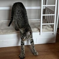 Jasmine #tabby-brigade - Photo 3