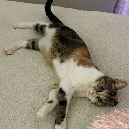 NELLY #PRETTY-INSIDE-&-OUT - Calico / Domestic Short Hair available for adoption