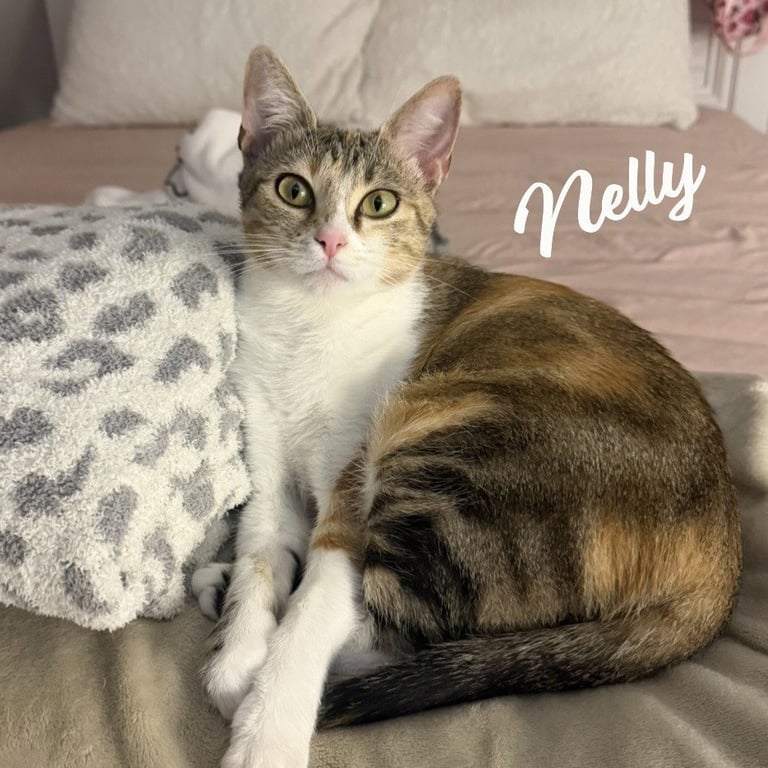 Nelly #pretty-inside-&-out Image
