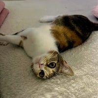 Nelly #pretty-inside-&-out - Photo 3