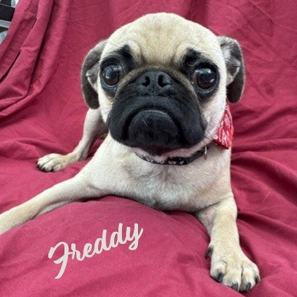 Freddy #bestie-of-Chiqui Image