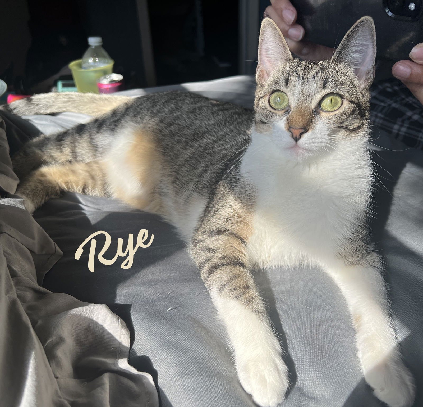 RYE #SISTER-OF-MILLY - Tabby / Domestic Short Hair available for adoption