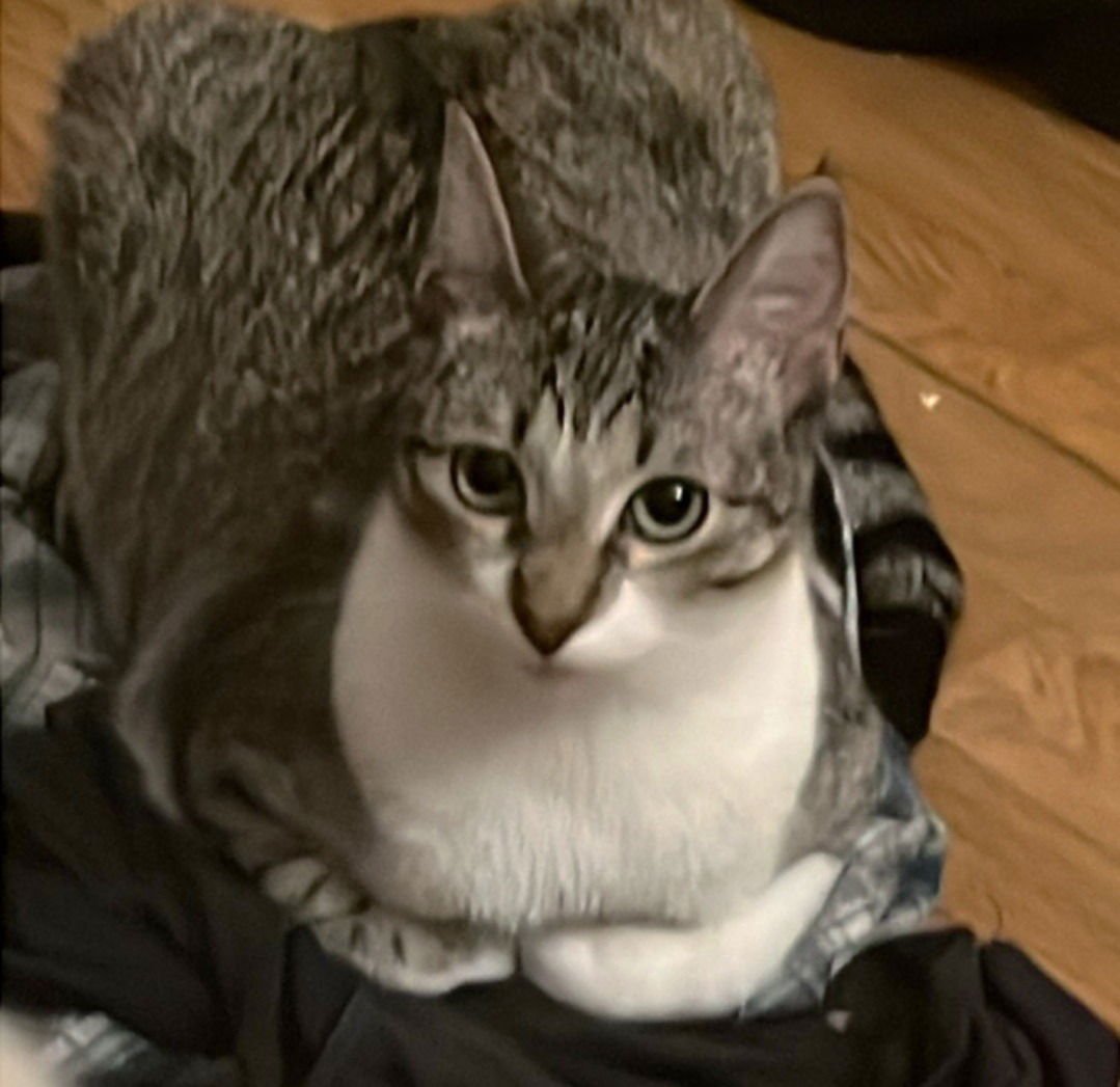 RYE #SISTER-OF-MILLY - Tabby / Domestic Short Hair available for adoption