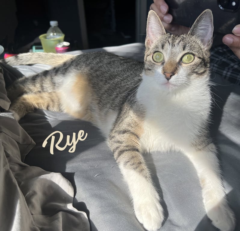 Rye #sister-of-Milly Image