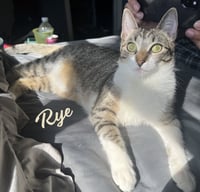Rye #sister-of-Milly - Photo 1