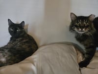 Pina #bonded-to-Buddy - Photo 8