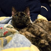 Pina #bonded-to-Buddy - Photo 4