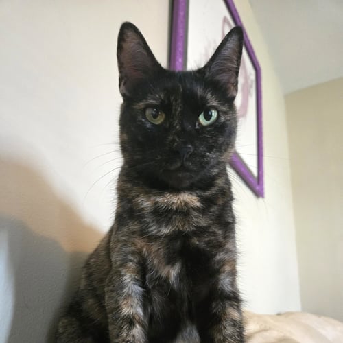 PINA #BONDED-TO-BUDDY - Tortoiseshell / Domestic Short Hair available for adoption