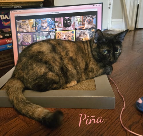 PINA #BONDED-TO-BUDDY - Tortoiseshell / Domestic Short Hair available for adoption