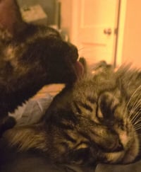 Pina #bonded-to-Buddy - Photo 7