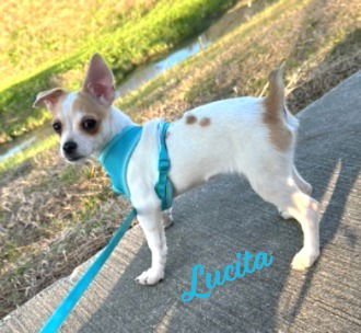LUCITA #SISTER-OF-BAMBI