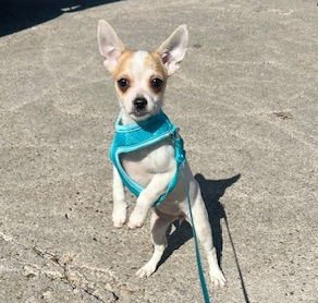 LUCITA #SISTER-OF-BAMBI - Chihuahua available for adoption