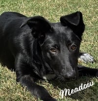 Meadow #happy-go-lucky - Photo 1