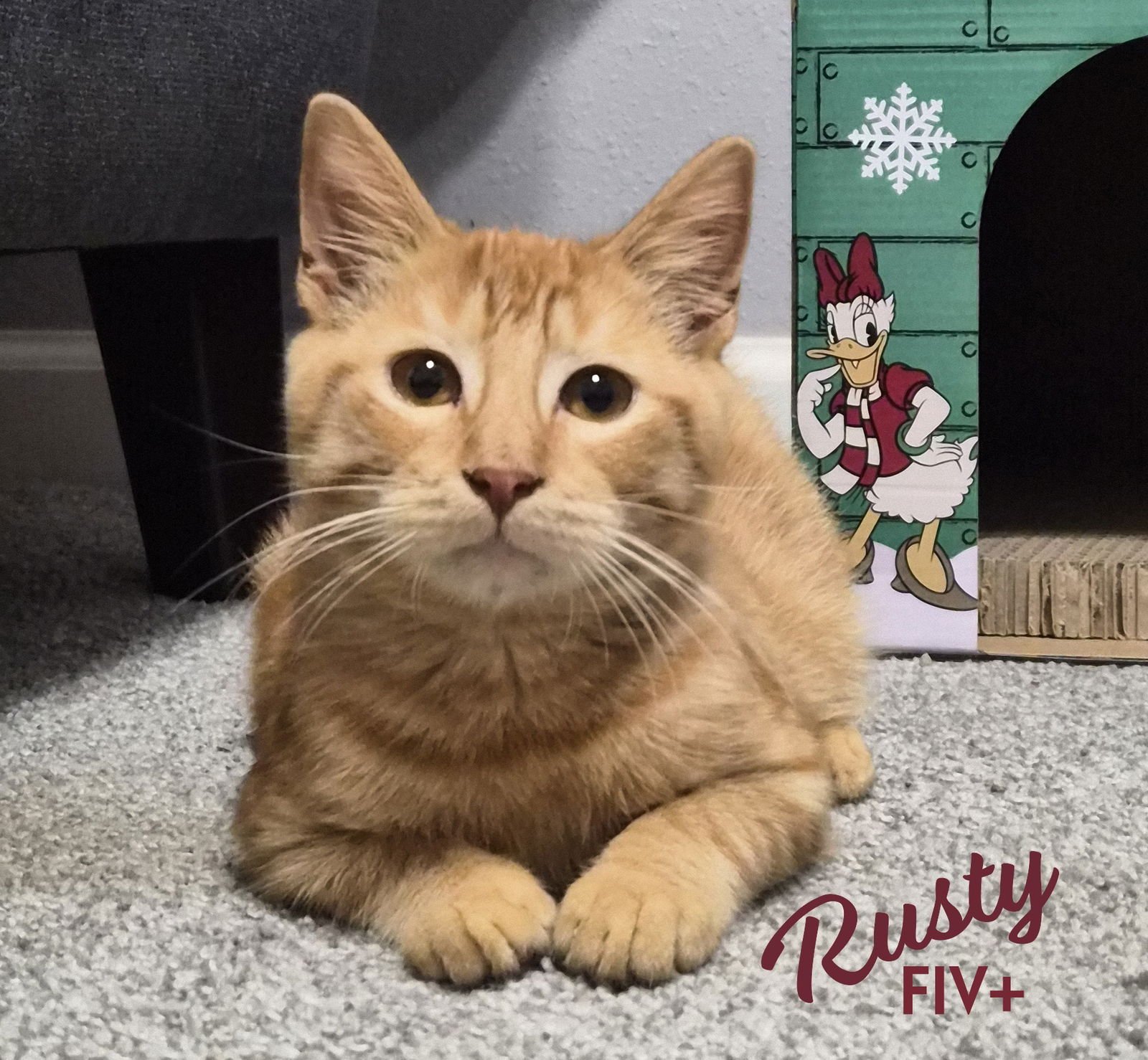 RUSTY #FRIENDLY-GINGER-BOY - Tabby / Domestic Short Hair available for adoption