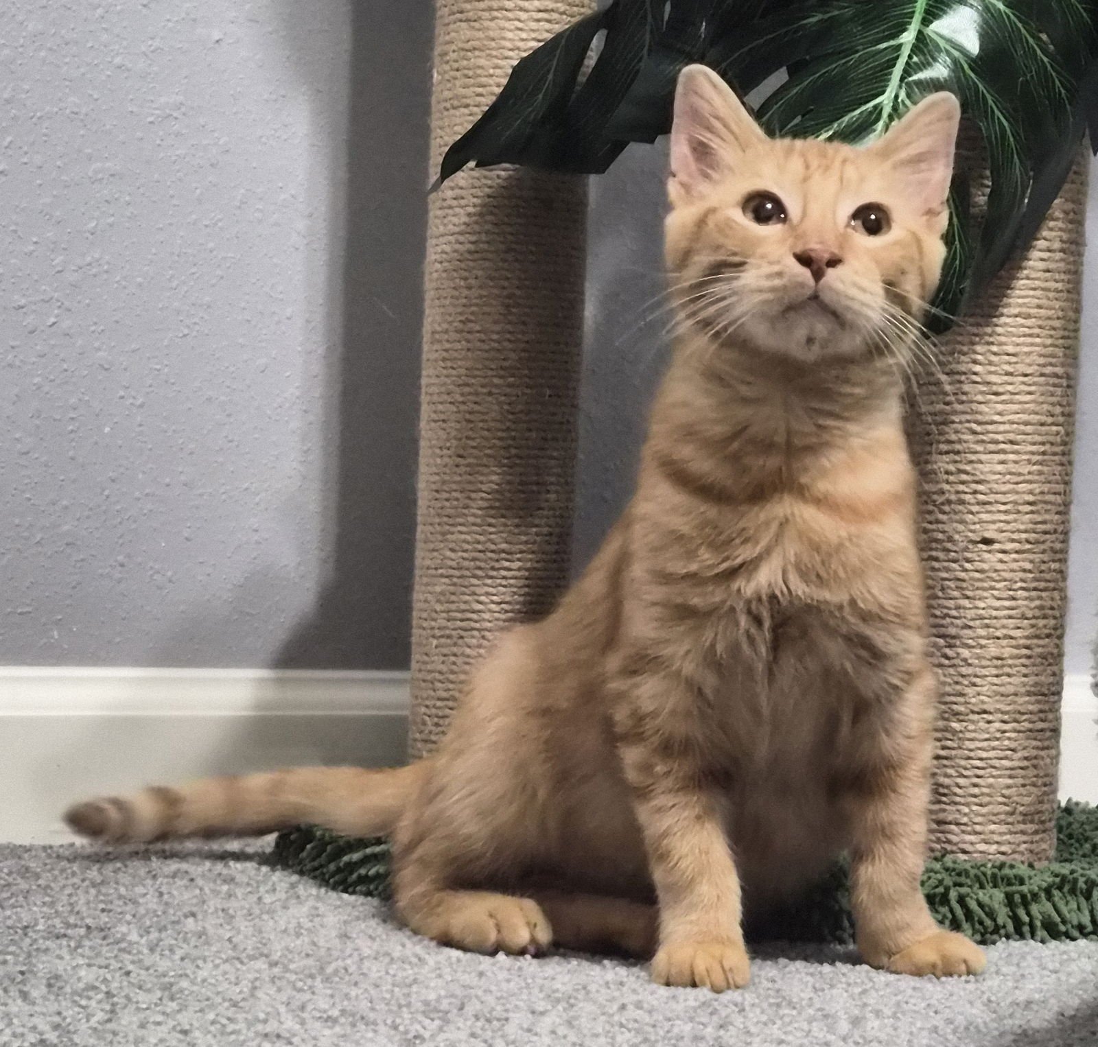 RUSTY #FRIENDLY-GINGER-BOY - Tabby / Domestic Short Hair available for adoption