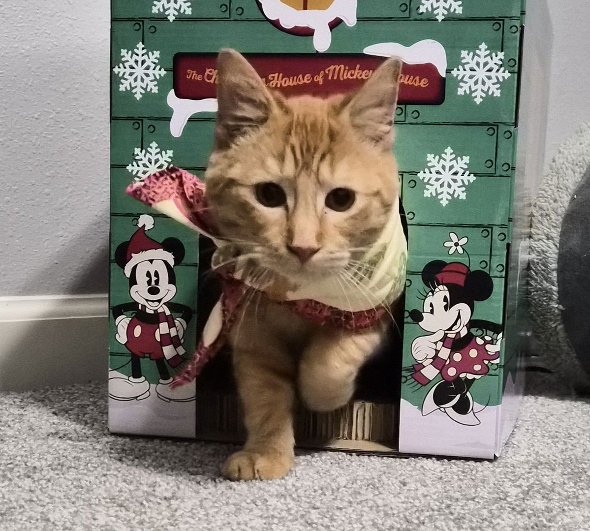 Rusty #friendly-ginger-boy - Photo 3