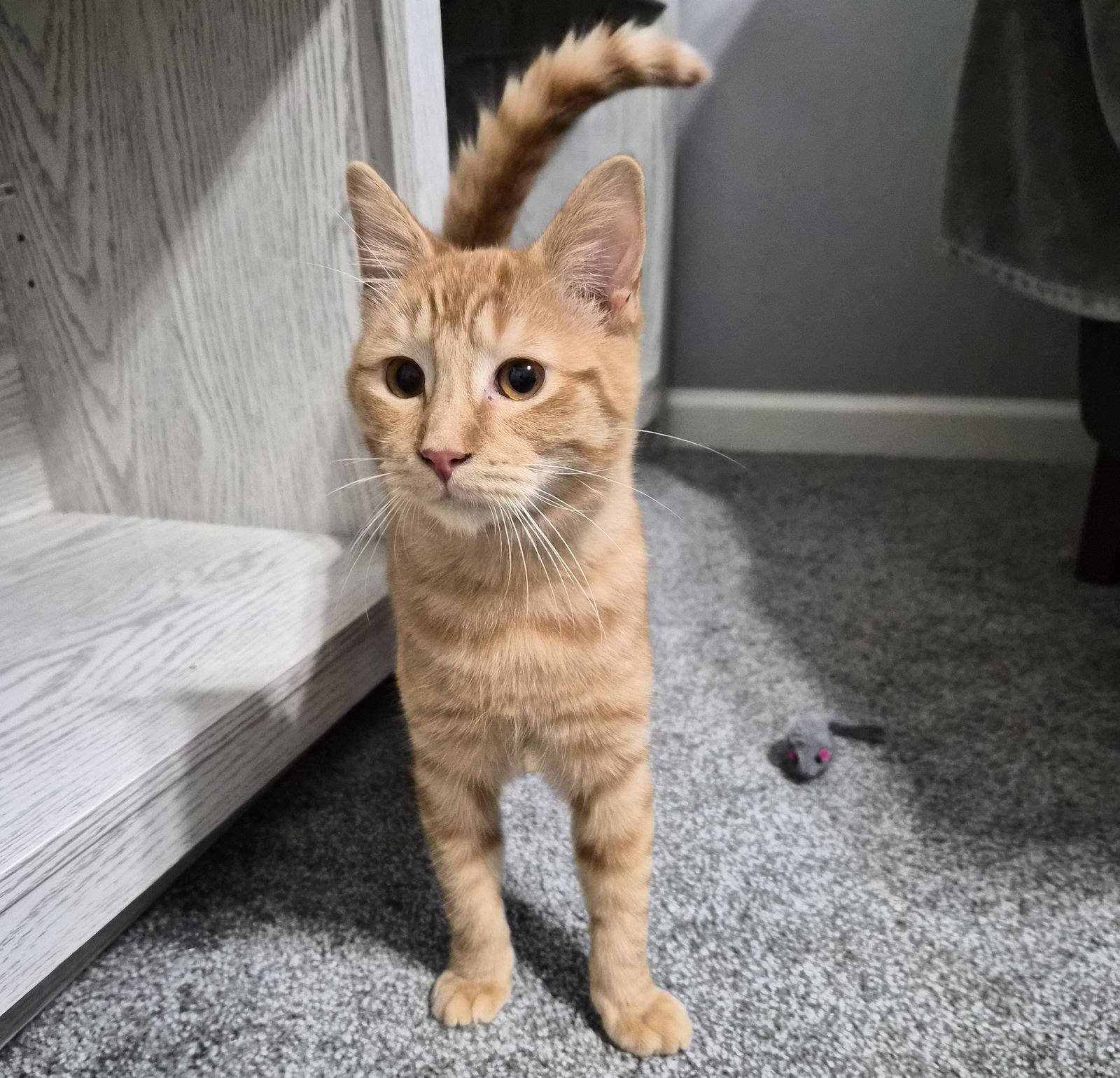 Rusty #friendly-ginger-boy - Photo 4