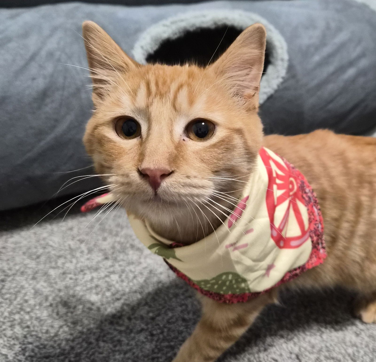 Rusty #friendly-ginger-boy - Photo 5