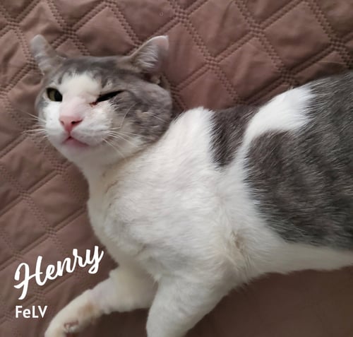 HENRY #RAGS-TO-RICHES - Tabby / Domestic Short Hair available for adoption