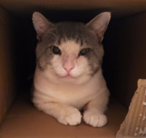 HENRY #RAGS-TO-RICHES - Tabby / Domestic Short Hair available for adoption