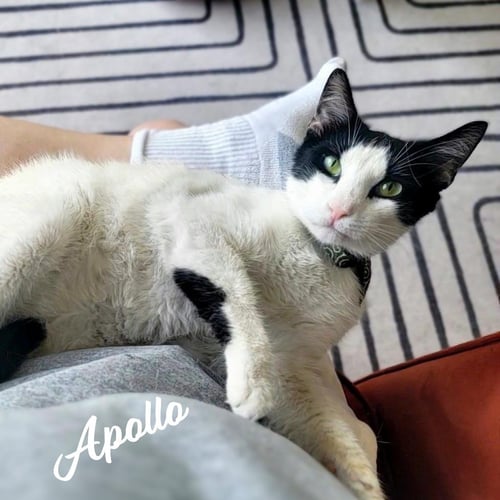 APOLLO #TRANQUILITY-BASE
