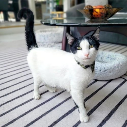 APOLLO #TRANQUILITY-BASE - Turkish Van / Domestic Short Hair available for adoption