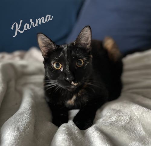 KARMA #BONDED-TO-JASPER - Tortoiseshell / Domestic Short Hair available for adoption