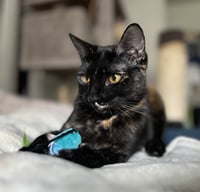 Karma #bonded-to-Jasper - Photo 2